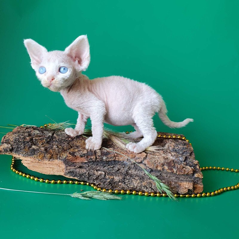 Devon Rex EZ Gucci