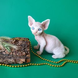 Devon Rex EZ Gucci