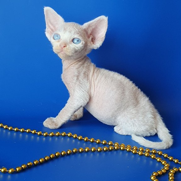 Devon Rex EZ Gucci