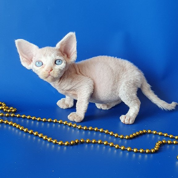 Devon Rex EZ Gucci
