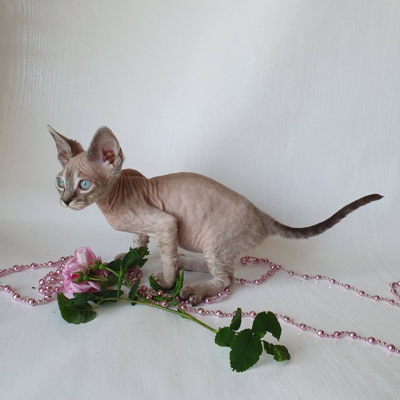 Devon Rex EZ Samantha