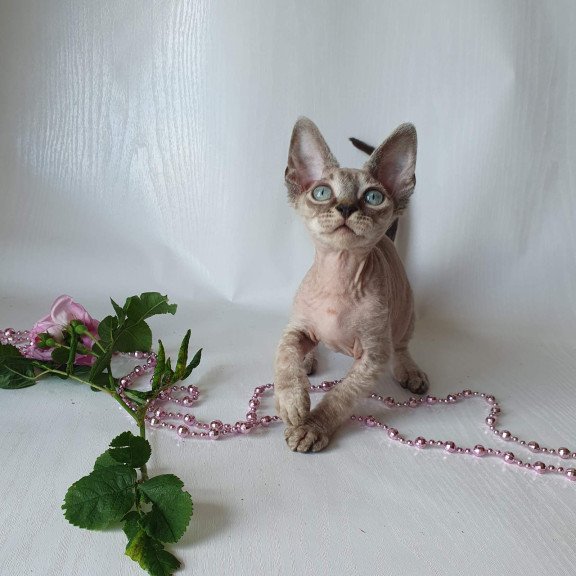 Devon Rex EZ Samantha