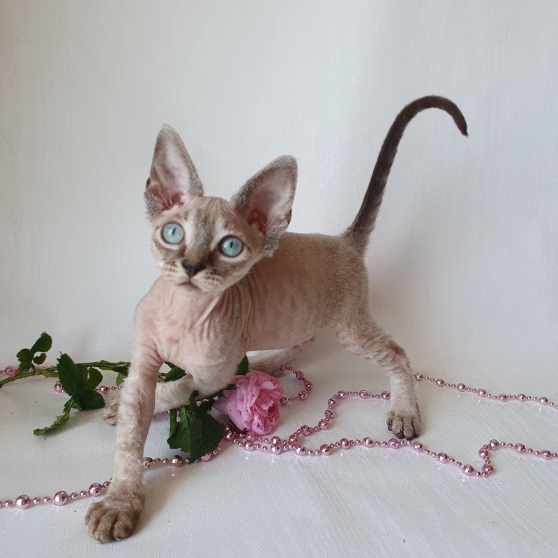 Devon Rex EZ Samantha