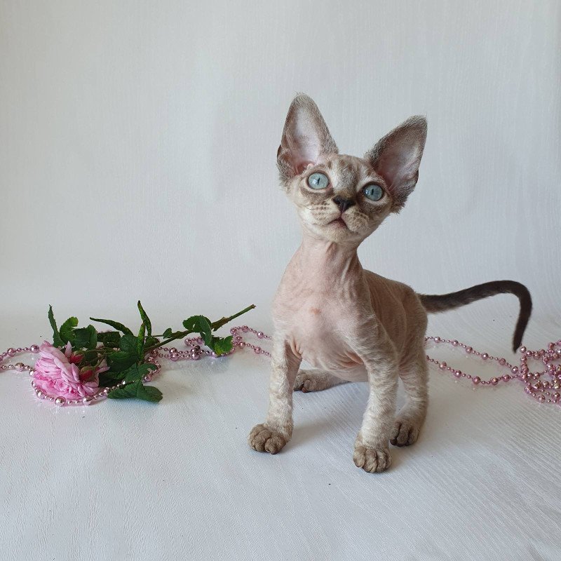 Devon Rex EZ Samantha