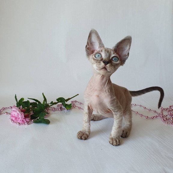 Devon Rex EZ Samantha