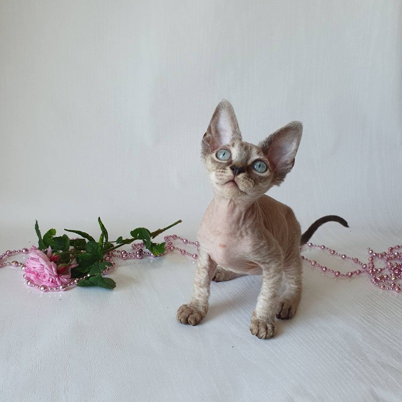 Devon Rex EZ Samantha