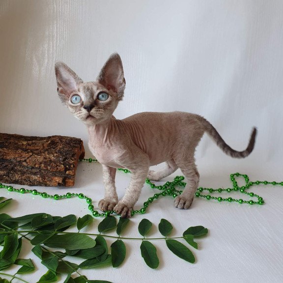 Devon Rex EZ Samantha