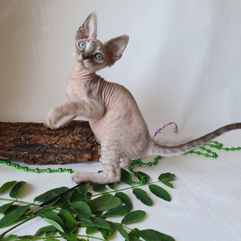 Devon Rex EZ Samantha