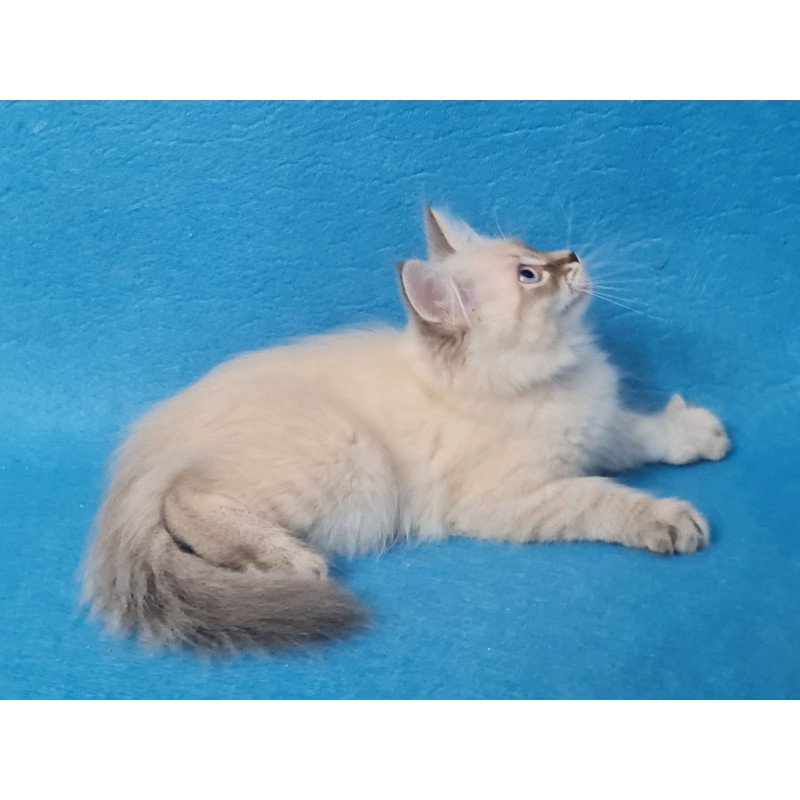 Siberian EZ Angel