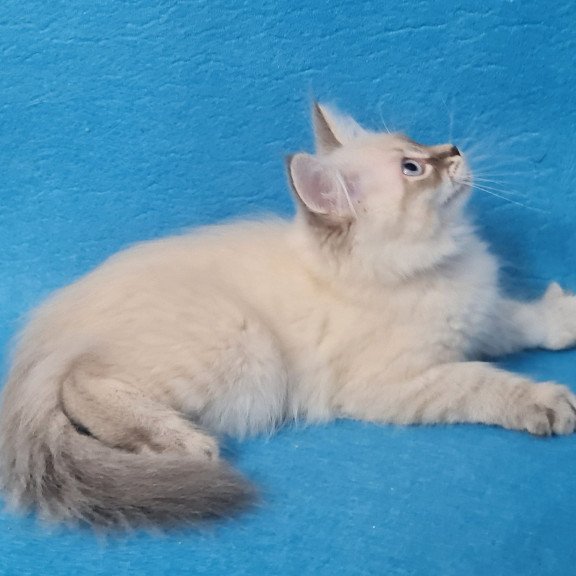 Siberian EZ Angel