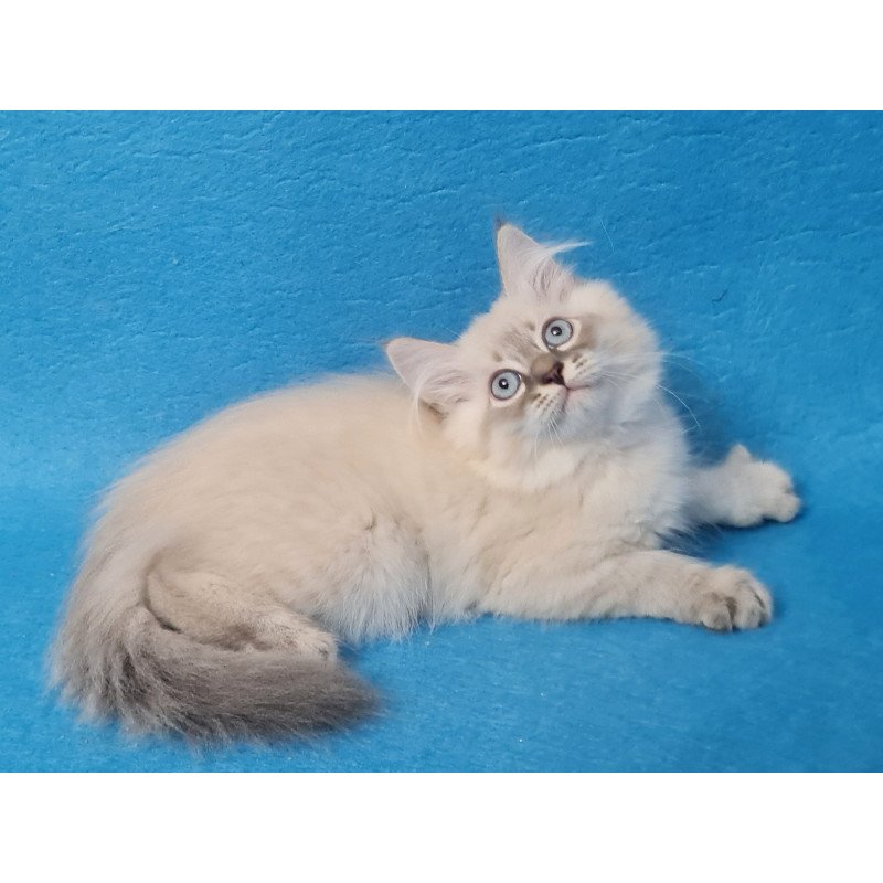 Siberian EZ Angel