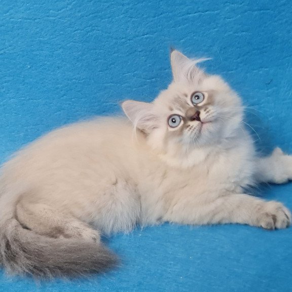 Siberian EZ Angel