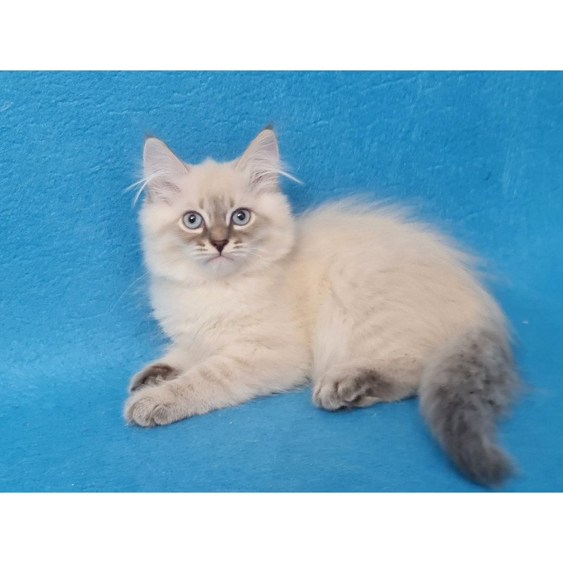 Siberian EZ Angel
