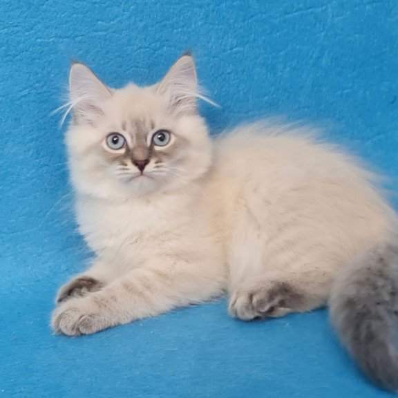 Siberian EZ Angel