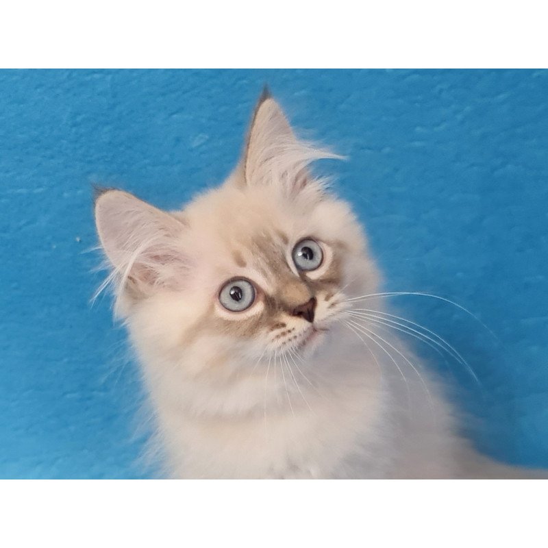 Siberian EZ Angel