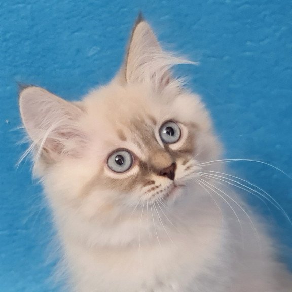 Siberian EZ Angel