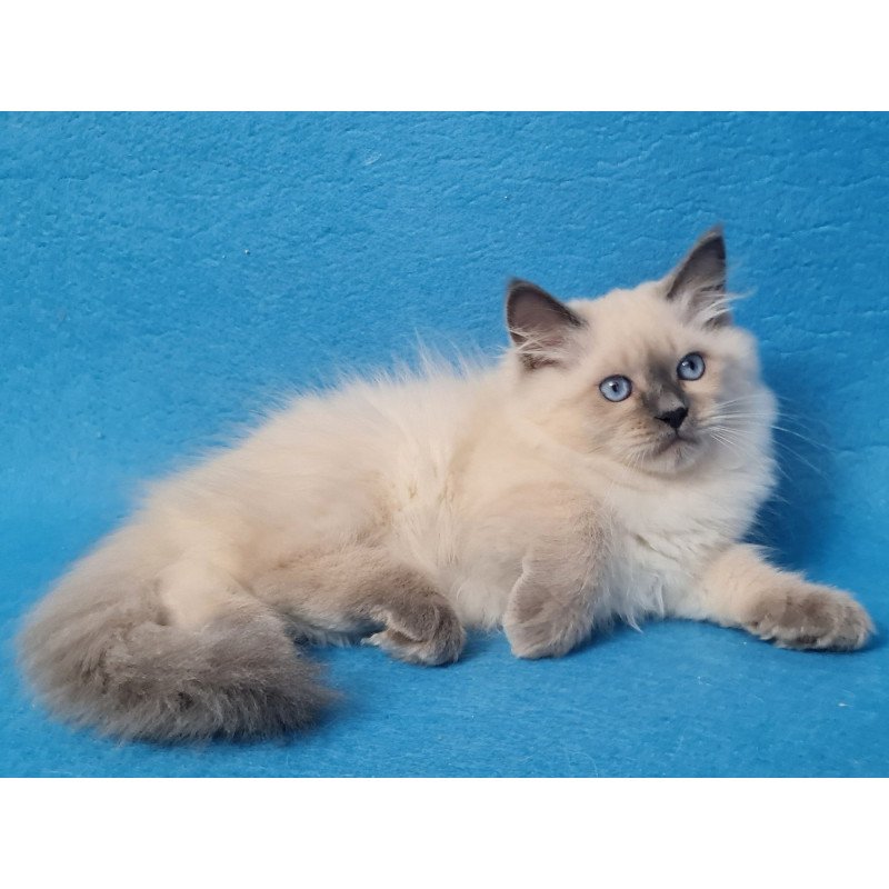 Siberian EZ Archie