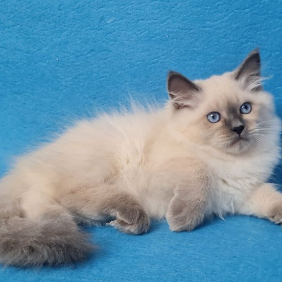 Siberian EZ Archie
