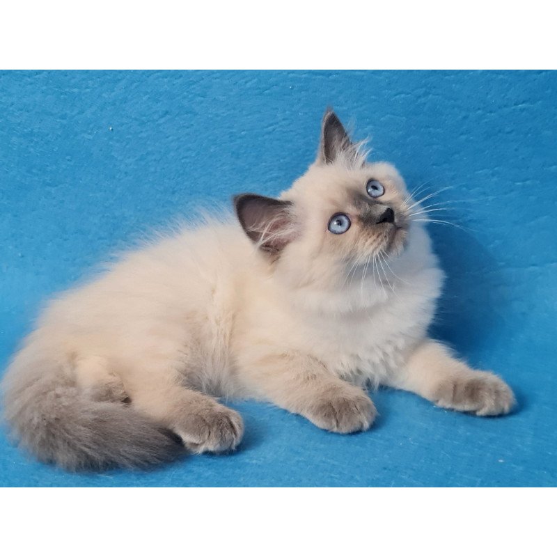 Siberian EZ Archie
