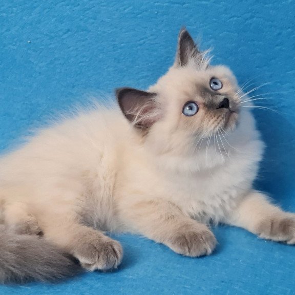 Siberian EZ Archie