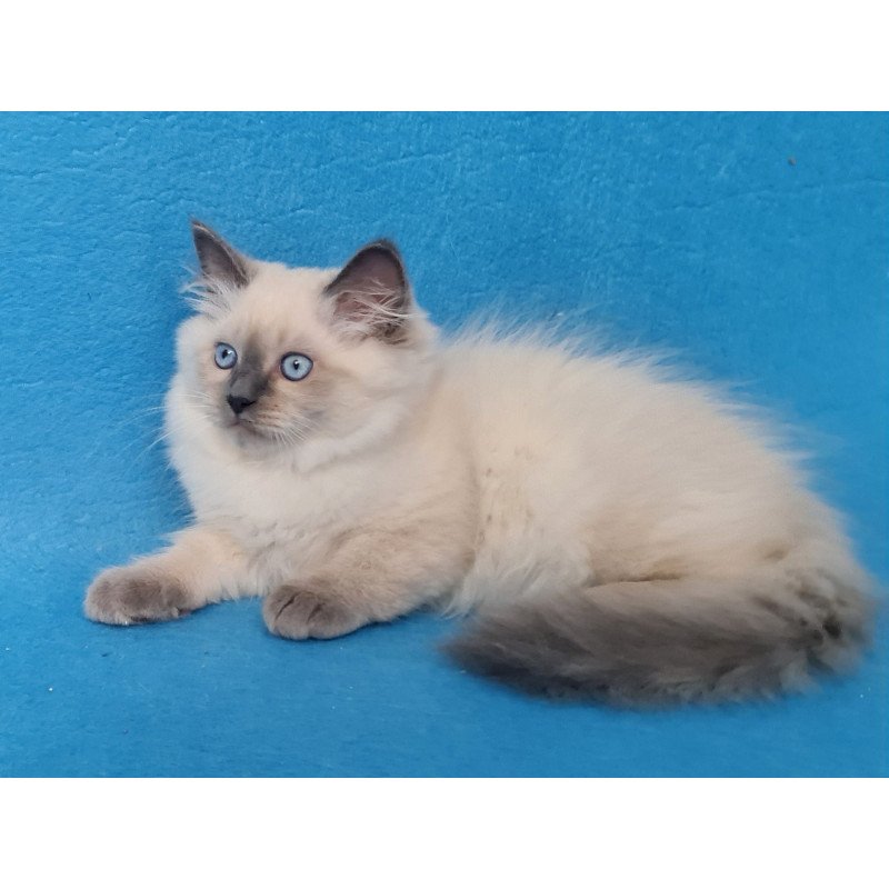 Siberian EZ Archie