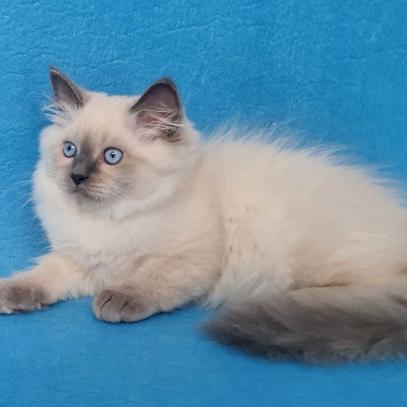 Siberian EZ Archie