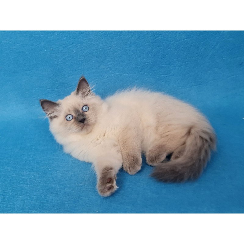 Siberian EZ Archie