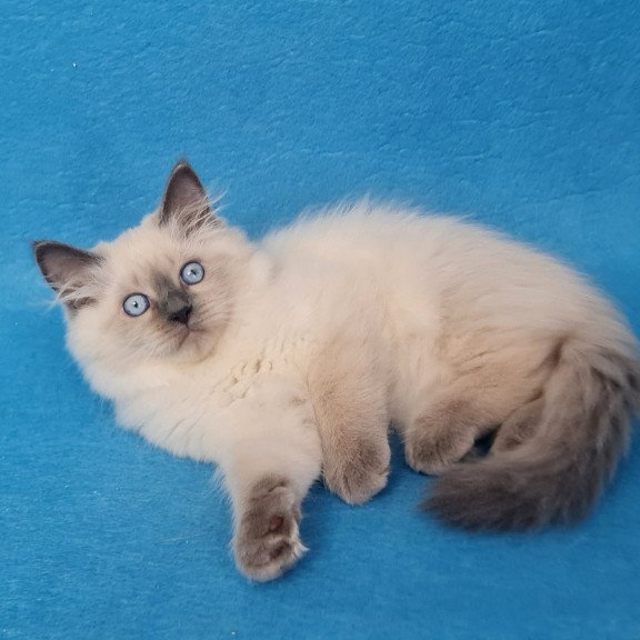 Siberian EZ Archie