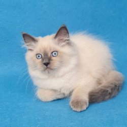 Siberian EZ Archie