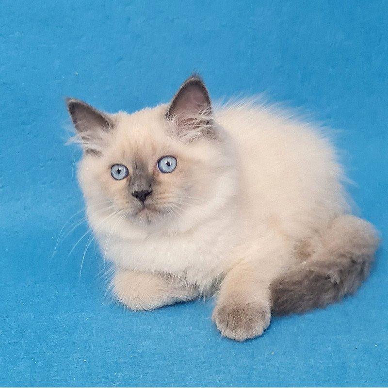 Siberian EZ Archie