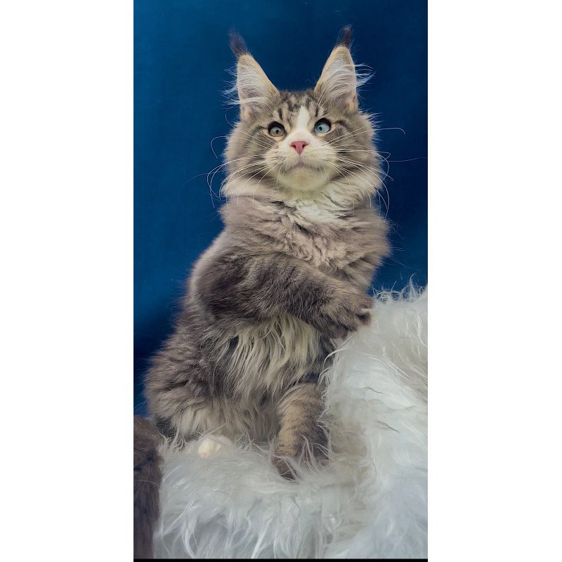 Maine Coon EZ Gudvyn