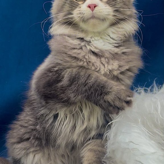 Maine Coon EZ Gudvyn