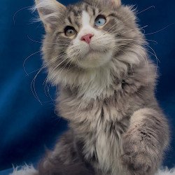 Maine Coon EZ Gudvyn