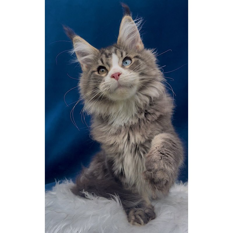 Maine Coon EZ Gudvyn
