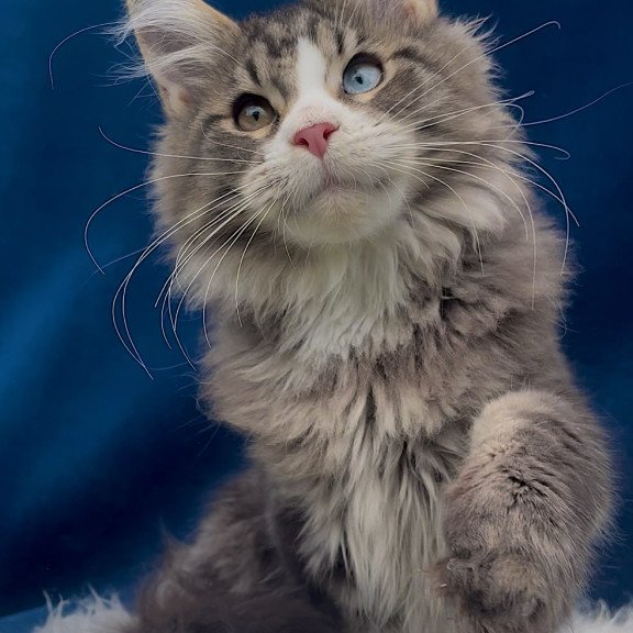 Maine Coon EZ Gudvyn