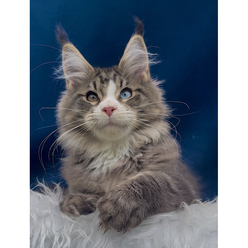 Maine Coon EZ Gudvyn