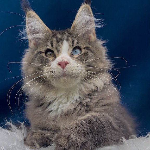 Maine Coon EZ Gudvyn