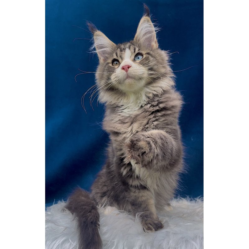 Maine Coon EZ Gudvyn
