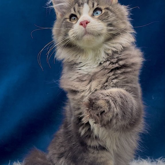 Maine Coon EZ Gudvyn
