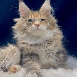Maine Coon EZ Germiona