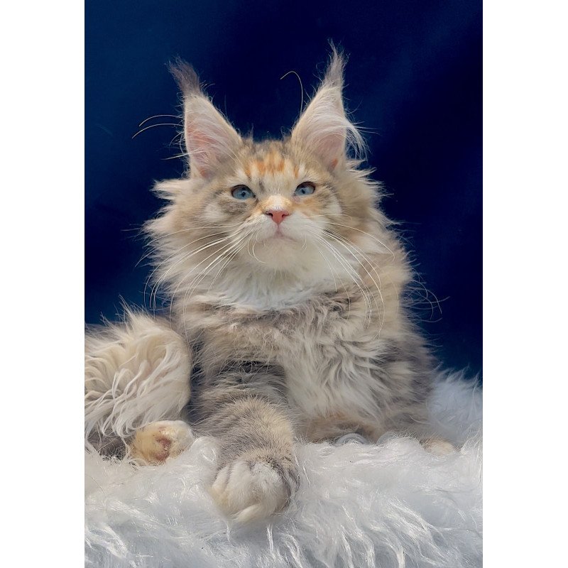 Maine Coon EZ Germiona