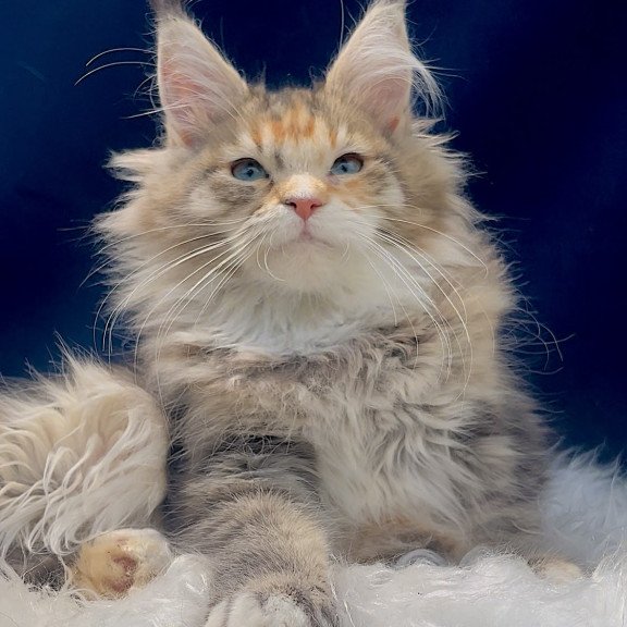 Maine Coon EZ Germiona