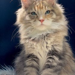 Maine Coon EZ Germiona