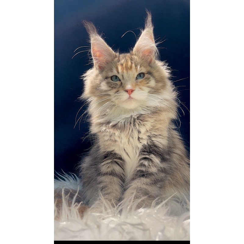 Maine Coon EZ Germiona
