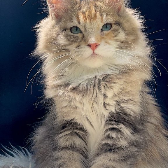Maine Coon EZ Germiona