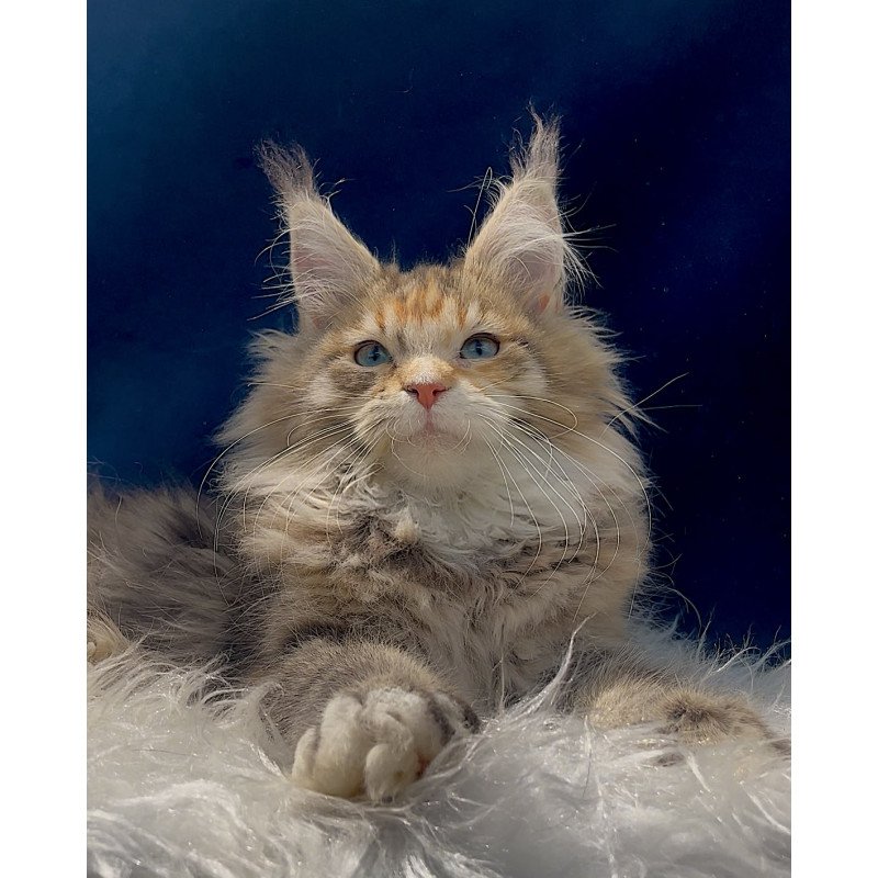 Maine Coon EZ Germiona