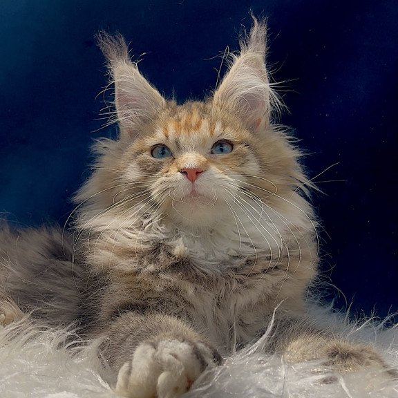 Maine Coon EZ Germiona