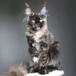 Maine Coon A Carmen
