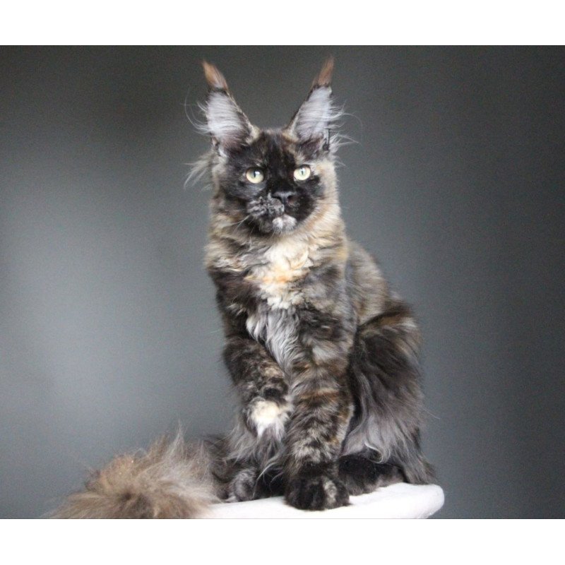 Maine Coon A Carmen