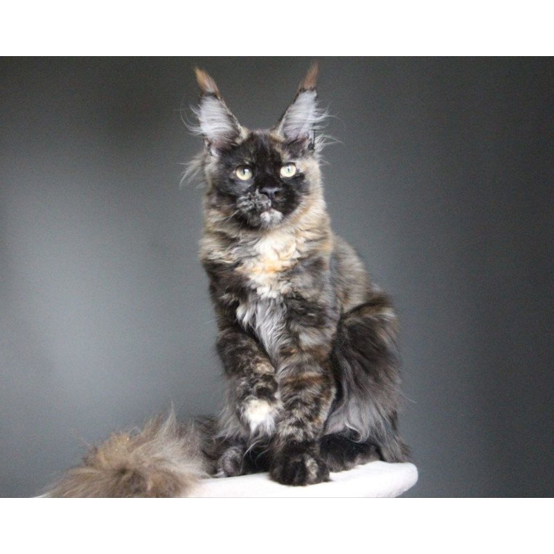 Maine Coon A Carmen
